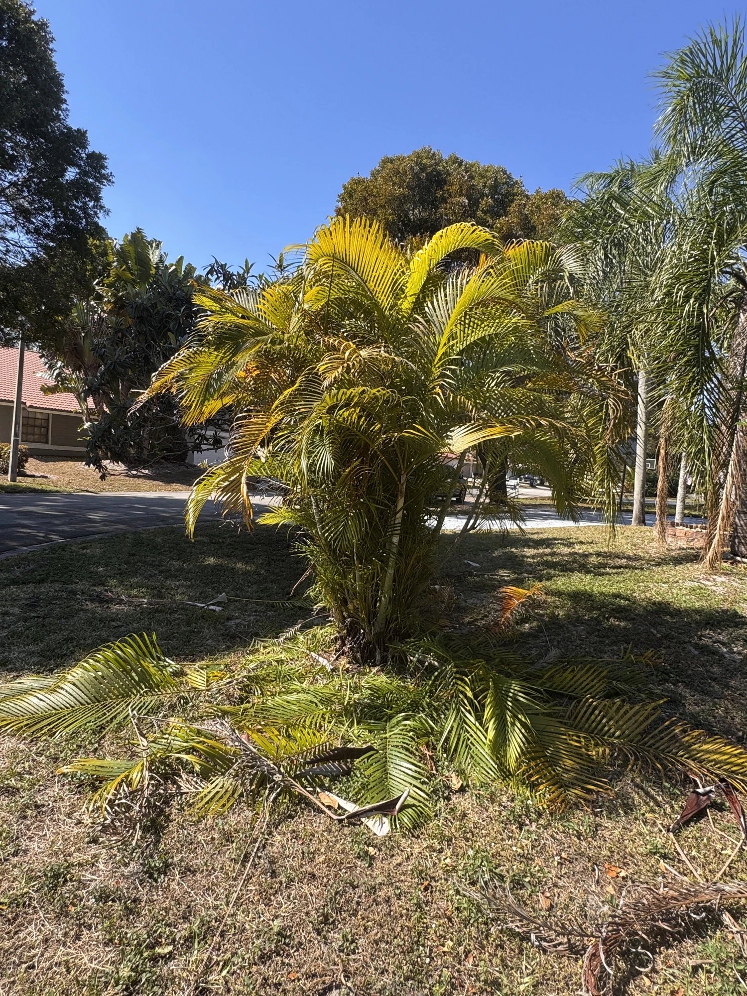 Palm Trimming — Tree & Palm Care, Broward County