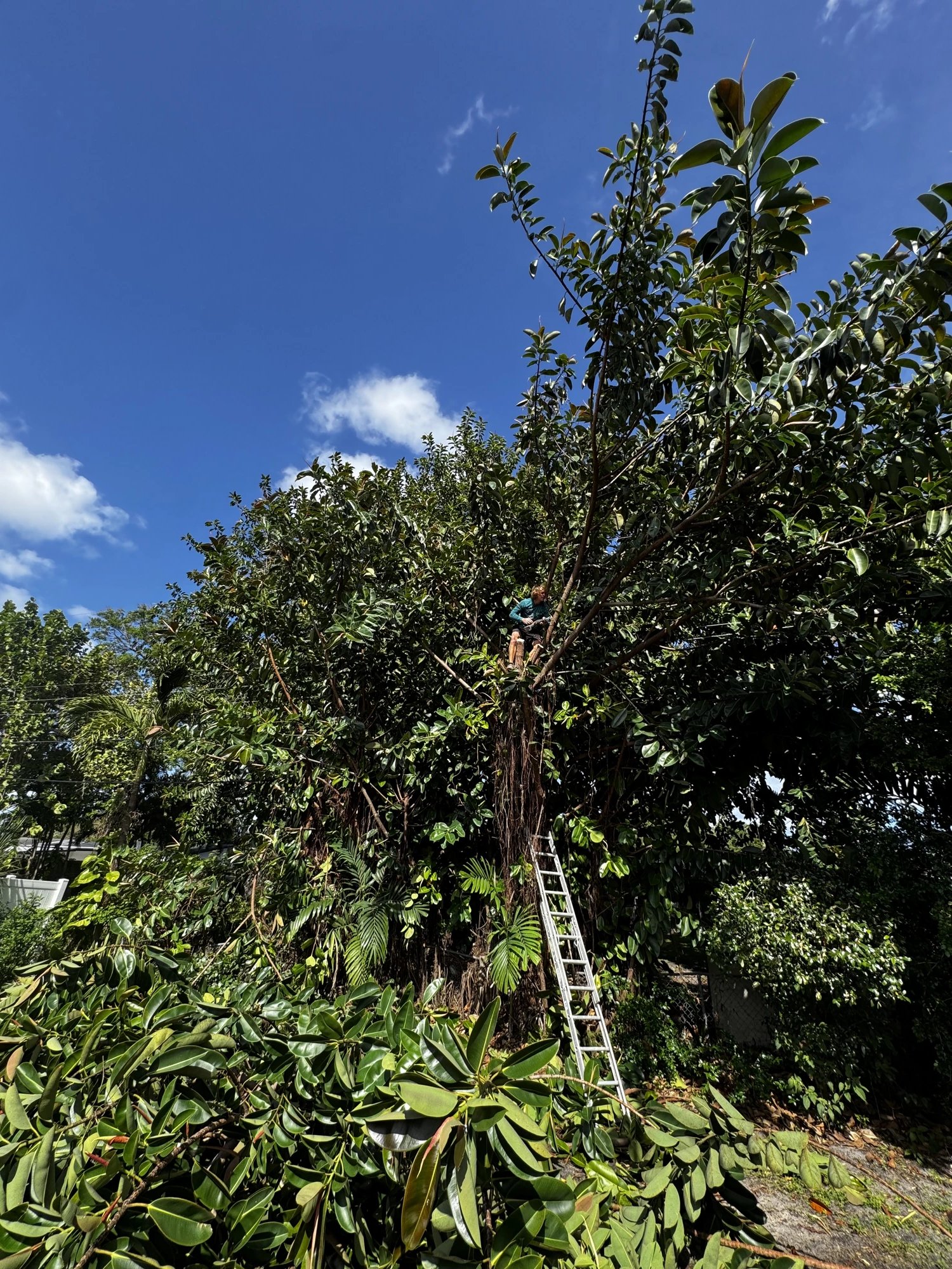 Canopy Care — Tree Trimming, Broward County